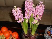 christmas hyacinths