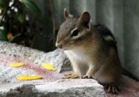 Visiting chipmunk