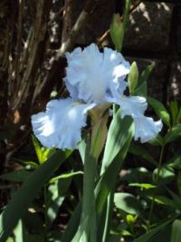 Light blue Iris