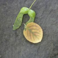 Leaf, double samara and fossil