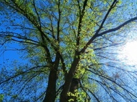 Beautiful tree