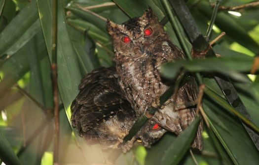 Sulawesi Scops-owl  (Otus manadensis)