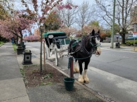 Carriage Ride in Victoria