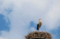 Stork in Breisach, France