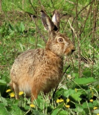 very alert hare ( haas)