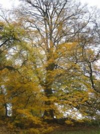 Autumn I