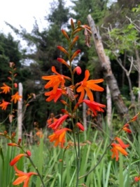 Montbretia