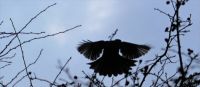 Blackbird going for breakfast in the Hawthorn