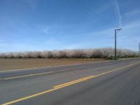 Last Weeks Buds are now huge fields of almonds
