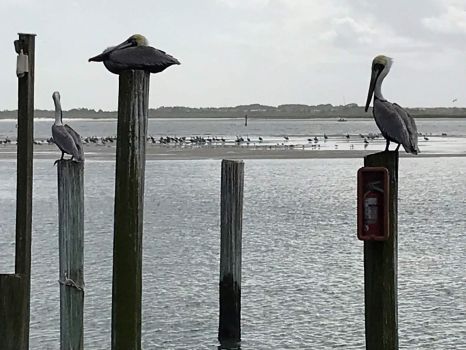 pelicans at ponce
