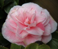 Camellia flower close up