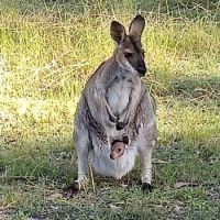 Mother Wallaby and Joey