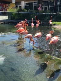 Flamingos at Zoo Miami