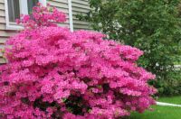 Hot Pink Azalea