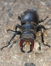Hirschkäfer