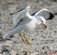 Ringbilled Seagull