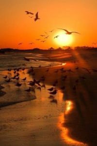 Seagulls in sun's shades of gold