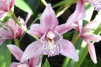 At the Orchid Show