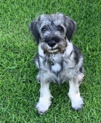 Tollan puppy