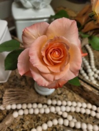 Guest Rose