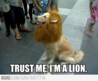 trust me I'm a lion
