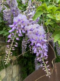 Wisteria.jpg