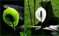 Spathiphyllum - green and white..