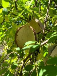 Akebia Fruit pods