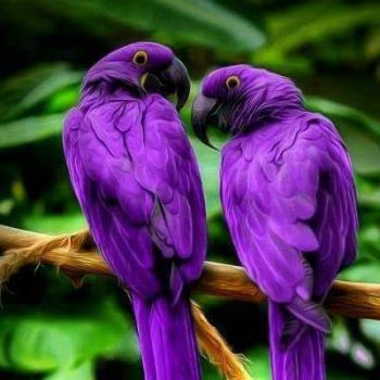 purple parrots