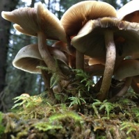 Hypholoma capnoides from below