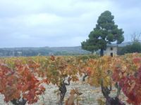 fall in the vineyard