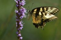 Butterfly on Liatris , Swallowtail and Blazing Star.