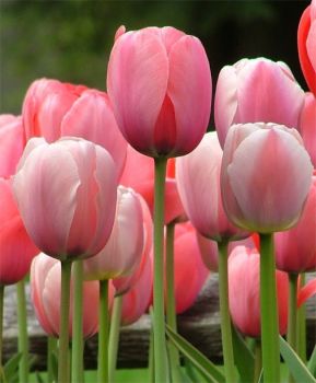 Pink Tulips (Apr17P02)