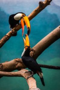 One can't; toucan