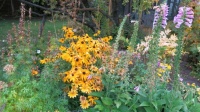 Flowers in Banff Alberta Canada