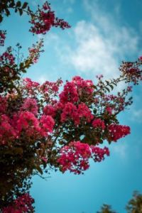 Pink Flower Bush With Blue Sky