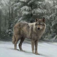 beautiful wolf