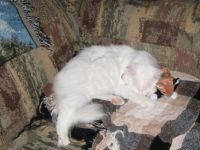 Company wore Fancy out!