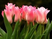 Tulips (Apr17P03)