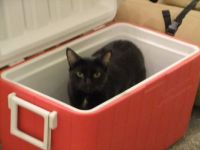 Cat in the cooler