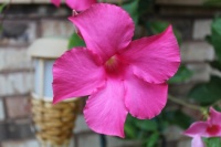 Mandeville