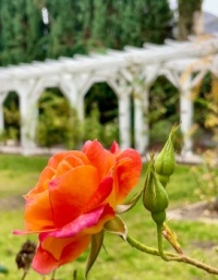 Lacy Park Rose
