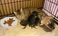 Mom with babies just now