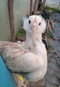 :D