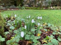 Snowdrops