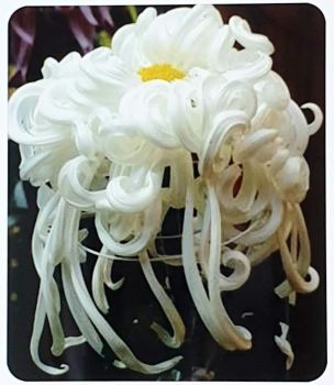 WHITE SPIDER CHRYSANTHEMUM