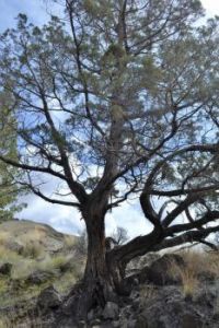 A tree (no, really)