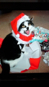 Millie's Christmas Surprise