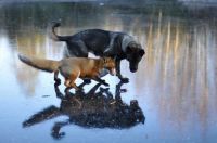 The Fox and the Hound 8
