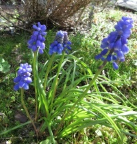 Grape Hyacinths  (Druifjes)  in the front garden....